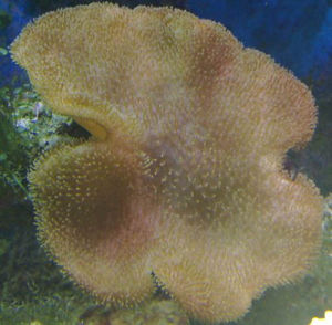 黃色皮革珊瑚 黃色皮革珊瑚