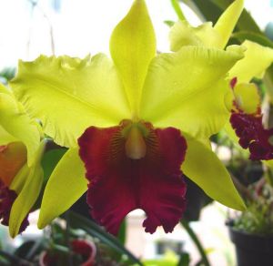 綠花紅唇 綠花紅唇