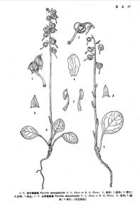 單葉鹿蹄草 單葉鹿蹄草