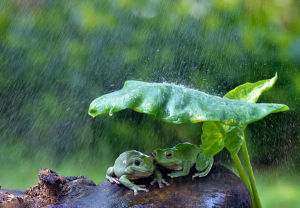 避雨的青蛙
