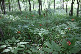 林下山參 林下山參