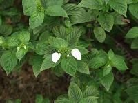 粉背葉人字果 粉背葉人字果