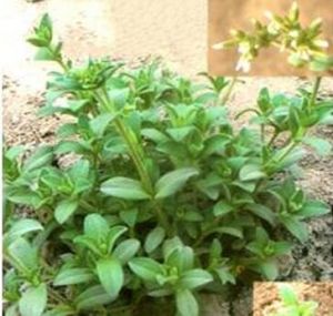 濕地繁縷 濕地繁縷