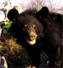 食肉生物黑熊