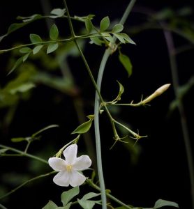 大花貴州素馨 大花貴州素馨