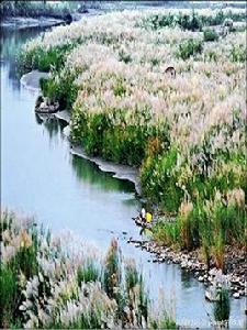 芒花滿川白 芒花滿川白