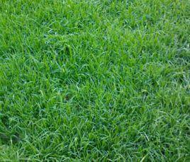 本特四號 本特四號