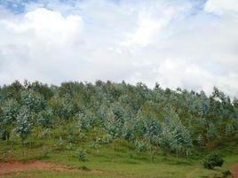 普渡村[雲南省永平縣龍街鎮下轄村]