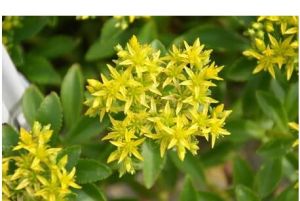 槭葉福王草 槭葉福王草