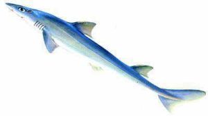 窄吻角鯊 窄吻角鯊