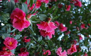 雲南山茶 雲南山茶
