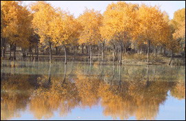 金湖楊國家森林公園 金湖楊國家森林公園