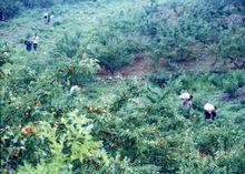 永固鎮[安徽省宿州市蕭縣下轄鎮]