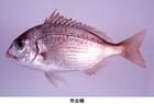 犁齒鯛 犁齒鯛