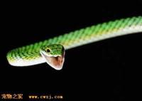 鸚鵡蛇 鸚鵡蛇