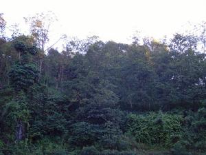 水箐河村生態林