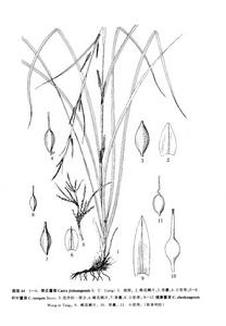 季莊苔草 季莊苔草