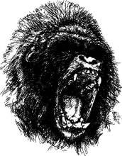 暴怒[漢語詞語]