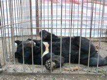 被捕獲的黑熊