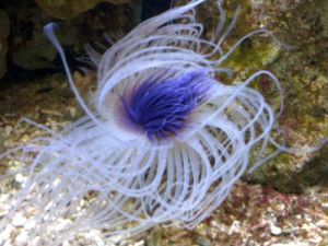 繆氏暗光魚 繆氏暗光魚