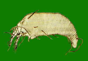 荔枝癭蟎（成蟲）