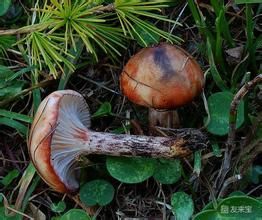 斑點鉚釘菇 斑點鉚釘菇