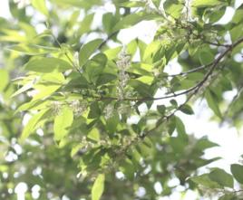 雪柳[木犀科植物]