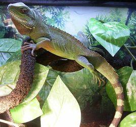 綠長鬣蜥 綠長鬣蜥