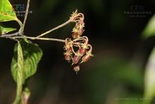 十齒花亞科 十齒花亞科