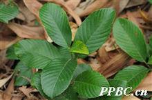 錫葉藤 Tetracera sarmentosa