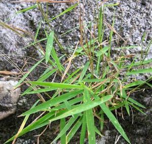 毛節毛盤草(變種) 毛節毛盤草(變種)