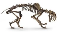 劍齒貓骨骼化石