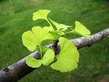 中華銀杏品種園