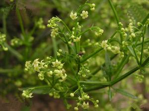 山東茜草 山東茜草