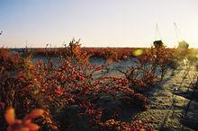 弶港鎮風景名勝