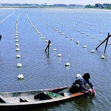 水產養殖教育專業 水產養殖教育專業