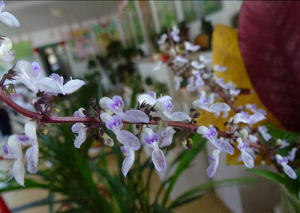 鄂西香茶菜 鄂西香茶菜