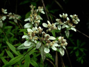 纖細火絨草 纖細火絨草