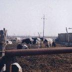 東閆杖子 東閆杖子