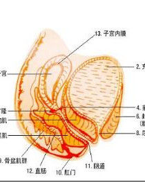 盆腔淤血綜合症 盆腔淤血綜合症