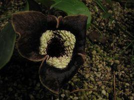 祁陽細辛 祁陽細辛