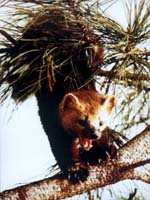 關東三寶之一--紫貂 關東三寶之一--紫貂