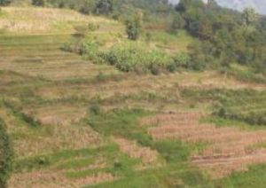 梨果樹上寨自然村 梨果樹上寨自然村