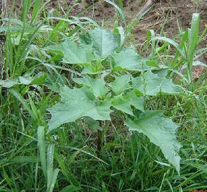 密毛苧麻 密毛苧麻