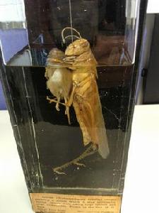 響導蝗蟲 響導蝗蟲