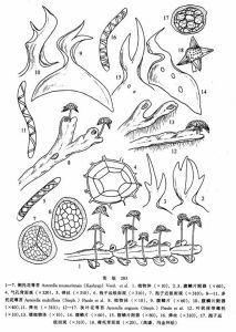 側托花萼苔 側托花萼苔