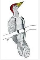 杜氏孔子鳥 杜氏孔子鳥