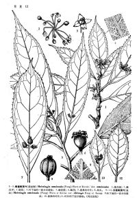 長圓青莢葉 長圓青莢葉