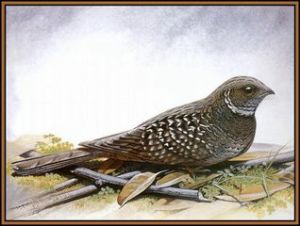 小帕拉夜鷹 小帕拉夜鷹