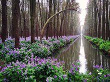 李中水上森林公園